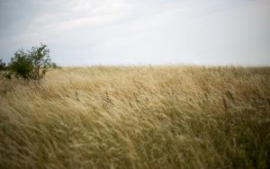 Preview wallpaper grass, field, bush