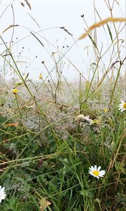 Preview wallpaper grass, field, chamomile, flowers, dew, nature