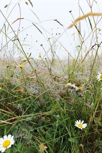 Preview wallpaper grass, field, chamomile, flowers, dew, nature