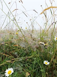 Preview wallpaper grass, field, chamomile, flowers, dew, nature