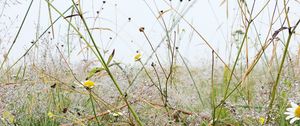 Preview wallpaper grass, field, chamomile, flowers, dew, nature