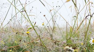 Preview wallpaper grass, field, chamomile, flowers, dew, nature