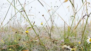 Preview wallpaper grass, field, chamomile, flowers, dew, nature