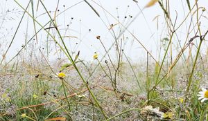 Preview wallpaper grass, field, chamomile, flowers, dew, nature