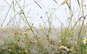 Preview wallpaper grass, field, chamomile, flowers, dew, nature