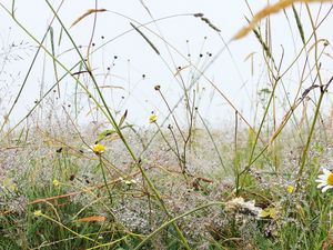Preview wallpaper grass, field, chamomile, flowers, dew, nature