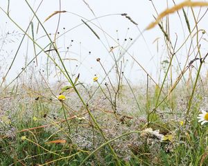 Preview wallpaper grass, field, chamomile, flowers, dew, nature