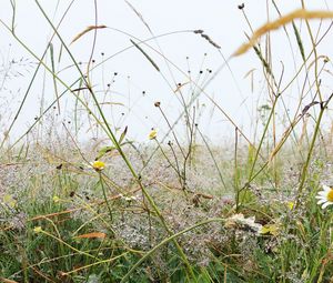 Preview wallpaper grass, field, chamomile, flowers, dew, nature