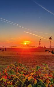 Preview wallpaper grass, field, dawn, leaves, hdr