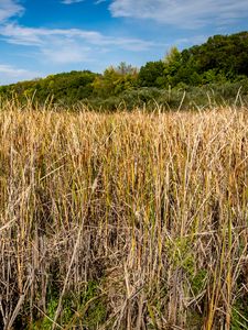 Preview wallpaper grass, field, dry, trees, nature