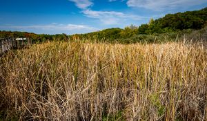 Preview wallpaper grass, field, dry, trees, nature