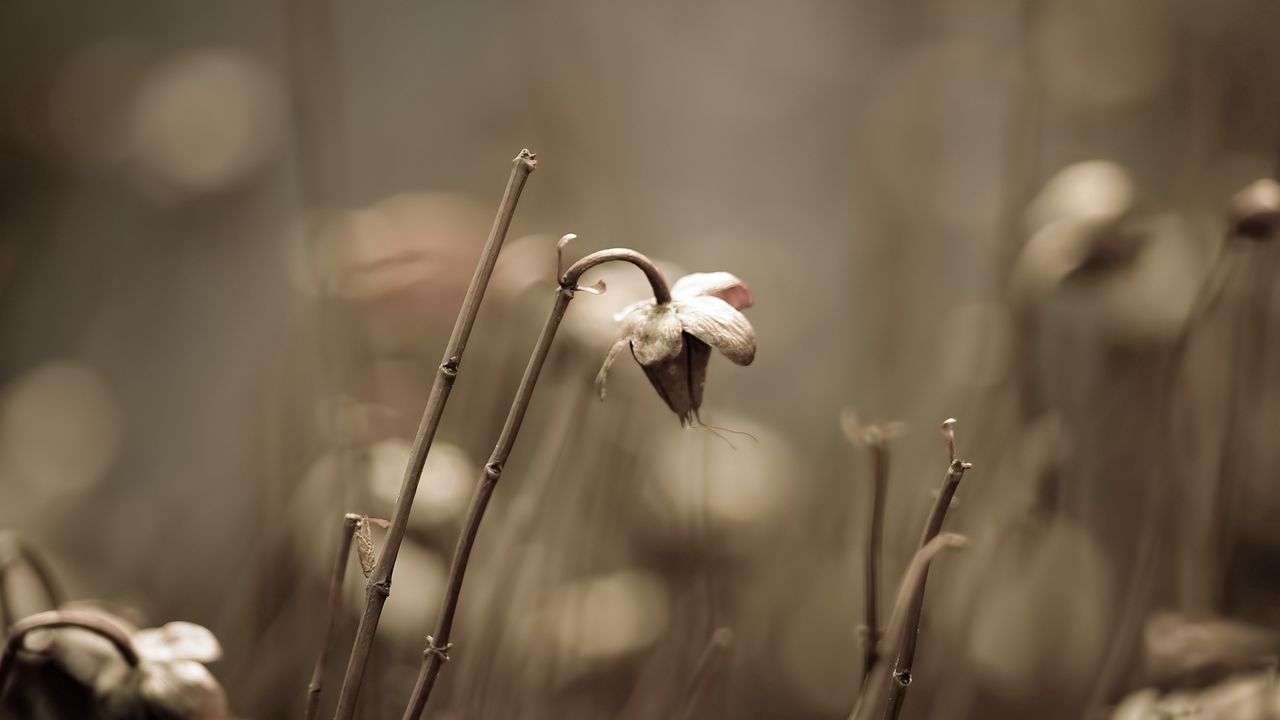 Wallpaper grass, field, dry, flower