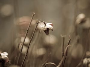 Preview wallpaper grass, field, dry, flower