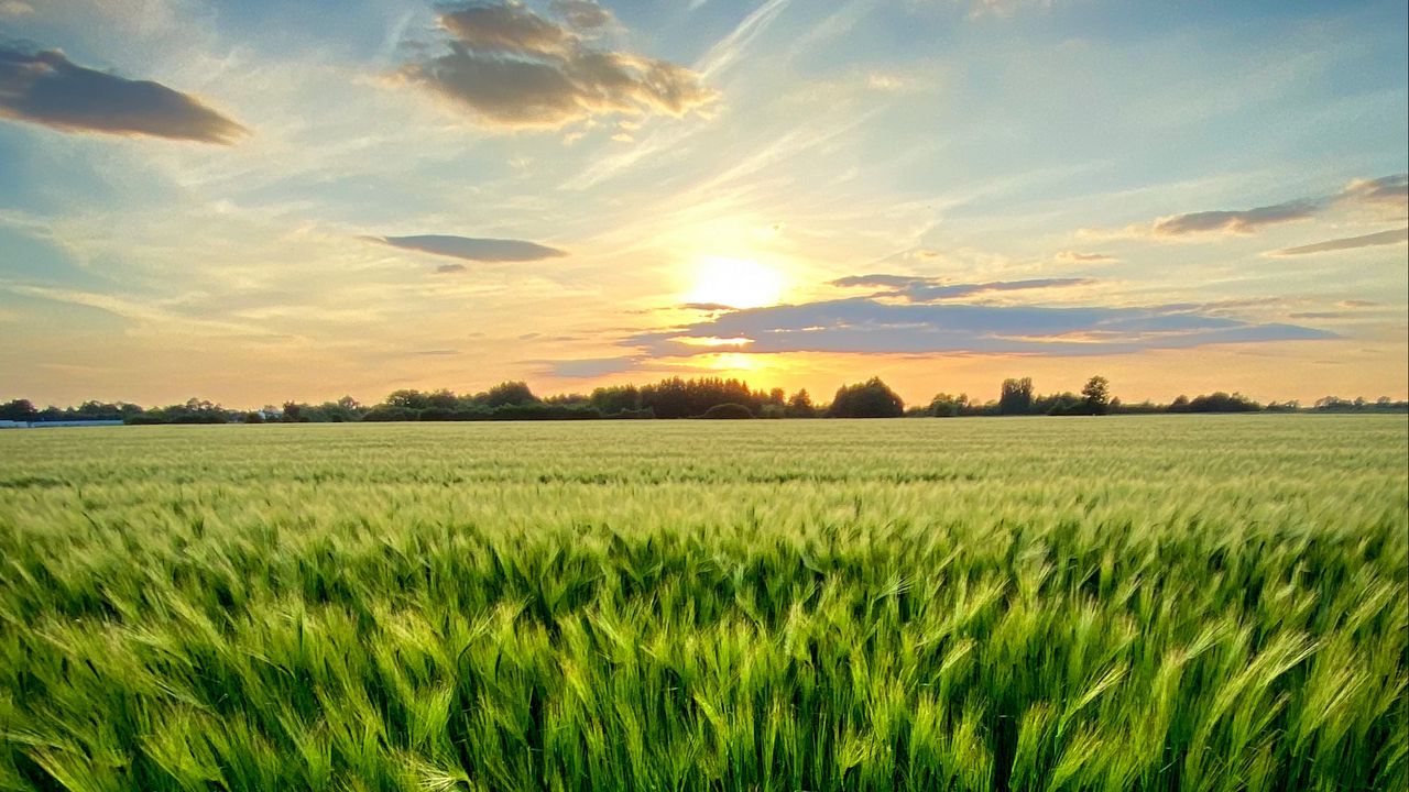 Wallpaper grass, field, ears, vast, sky