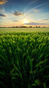 Preview wallpaper grass, field, ears, vast, sky