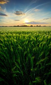 Preview wallpaper grass, field, ears, vast, sky