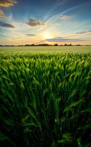 Preview wallpaper grass, field, ears, vast, sky