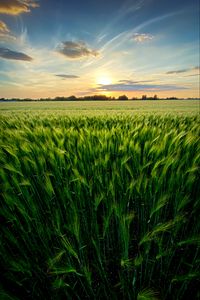 Preview wallpaper grass, field, ears, vast, sky