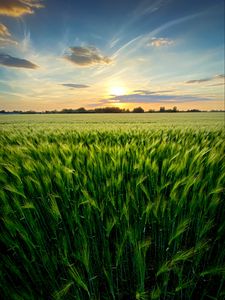 Preview wallpaper grass, field, ears, vast, sky