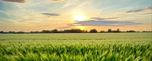 Preview wallpaper grass, field, ears, vast, sky