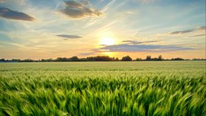 Preview wallpaper grass, field, ears, vast, sky