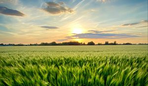 Preview wallpaper grass, field, ears, vast, sky