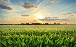 Preview wallpaper grass, field, ears, vast, sky