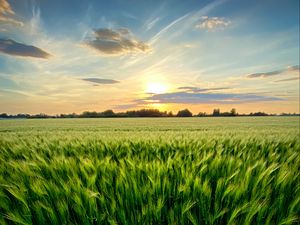 Preview wallpaper grass, field, ears, vast, sky