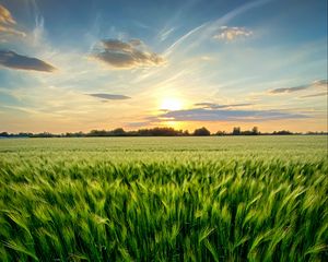 Preview wallpaper grass, field, ears, vast, sky