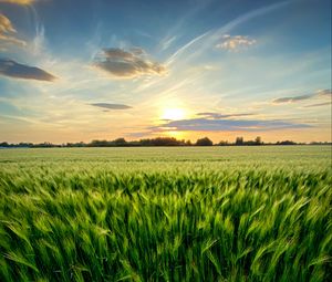 Preview wallpaper grass, field, ears, vast, sky