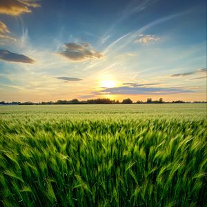 Preview wallpaper grass, field, ears, vast, sky