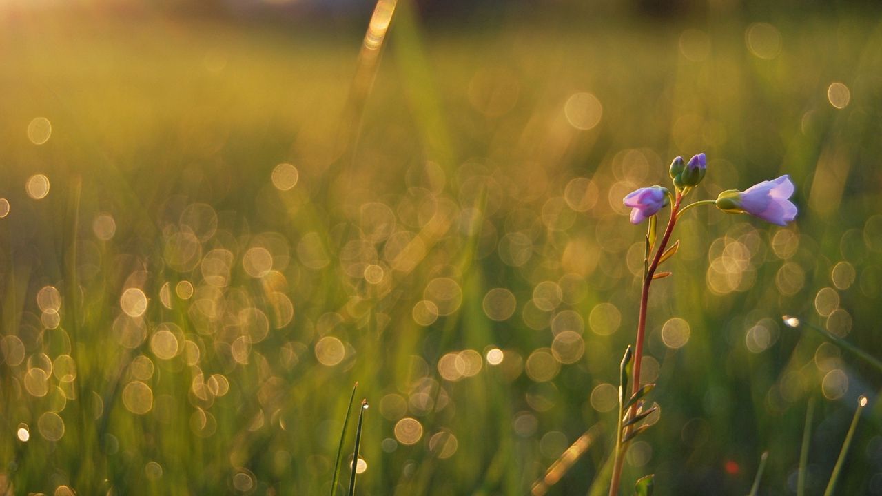 Wallpaper grass, field, flower, stem, light