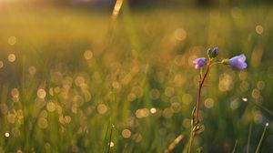 Preview wallpaper grass, field, flower, stem, light