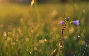 Preview wallpaper grass, field, flower, stem, light