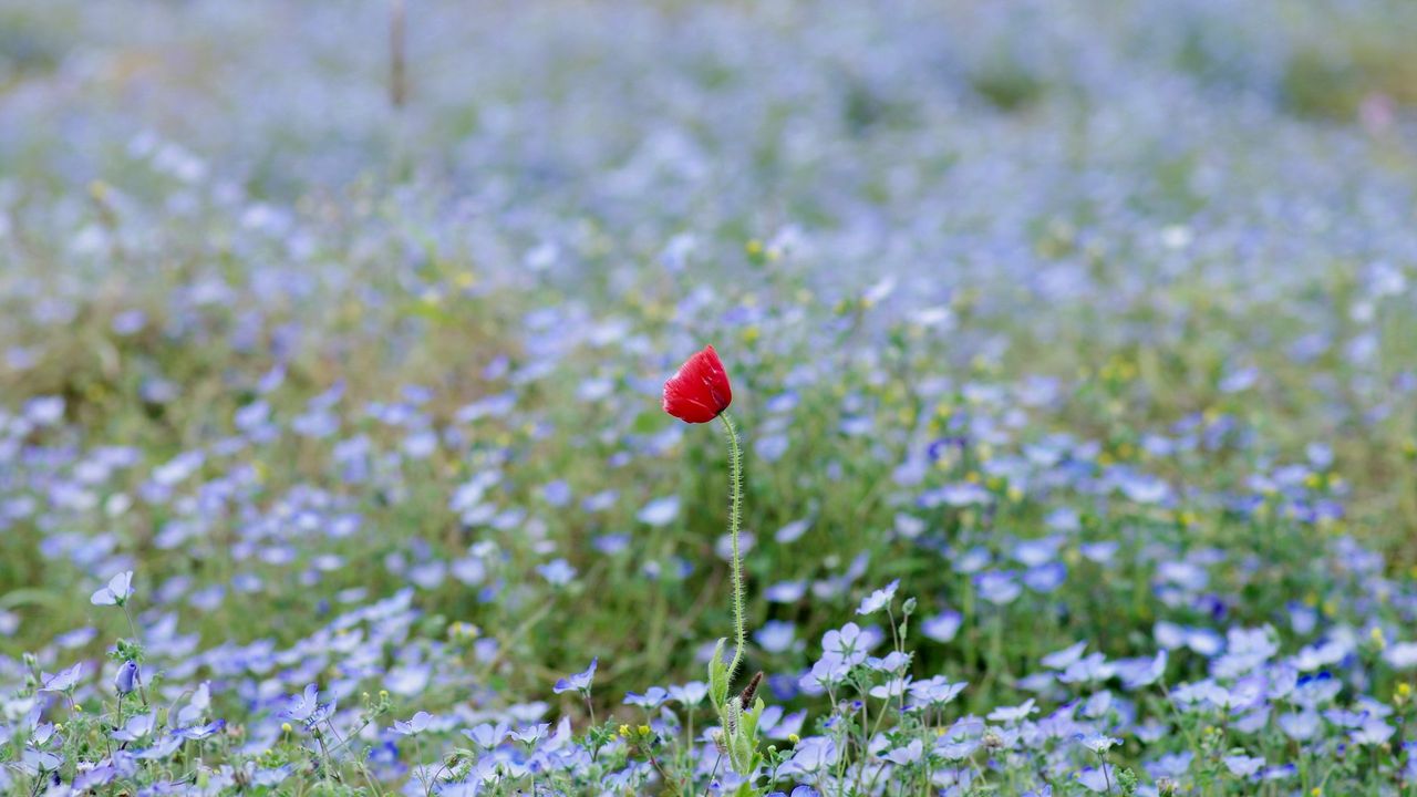 Wallpaper grass, field, flower