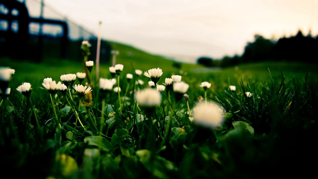 Wallpaper grass, field, flowers, blur, background, macro