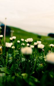 Preview wallpaper grass, field, flowers, blur, background, macro