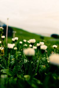 Preview wallpaper grass, field, flowers, blur, background, macro