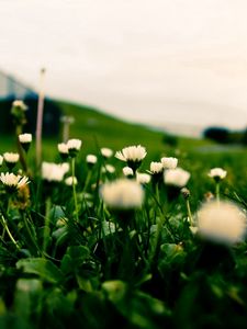 Preview wallpaper grass, field, flowers, blur, background, macro