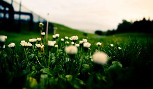 Preview wallpaper grass, field, flowers, blur, background, macro