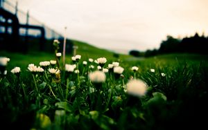 Preview wallpaper grass, field, flowers, blur, background, macro