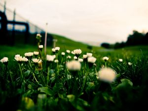 Preview wallpaper grass, field, flowers, blur, background, macro