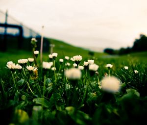 Preview wallpaper grass, field, flowers, blur, background, macro