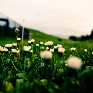 Preview wallpaper grass, field, flowers, blur, background, macro