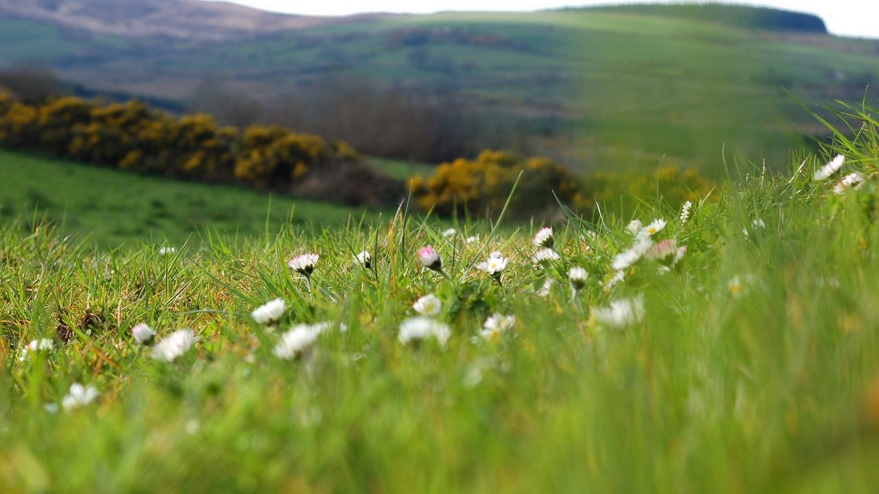 Wallpaper grass, field, flowers