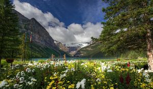 Preview wallpaper grass, field, flowers, trees, mountains