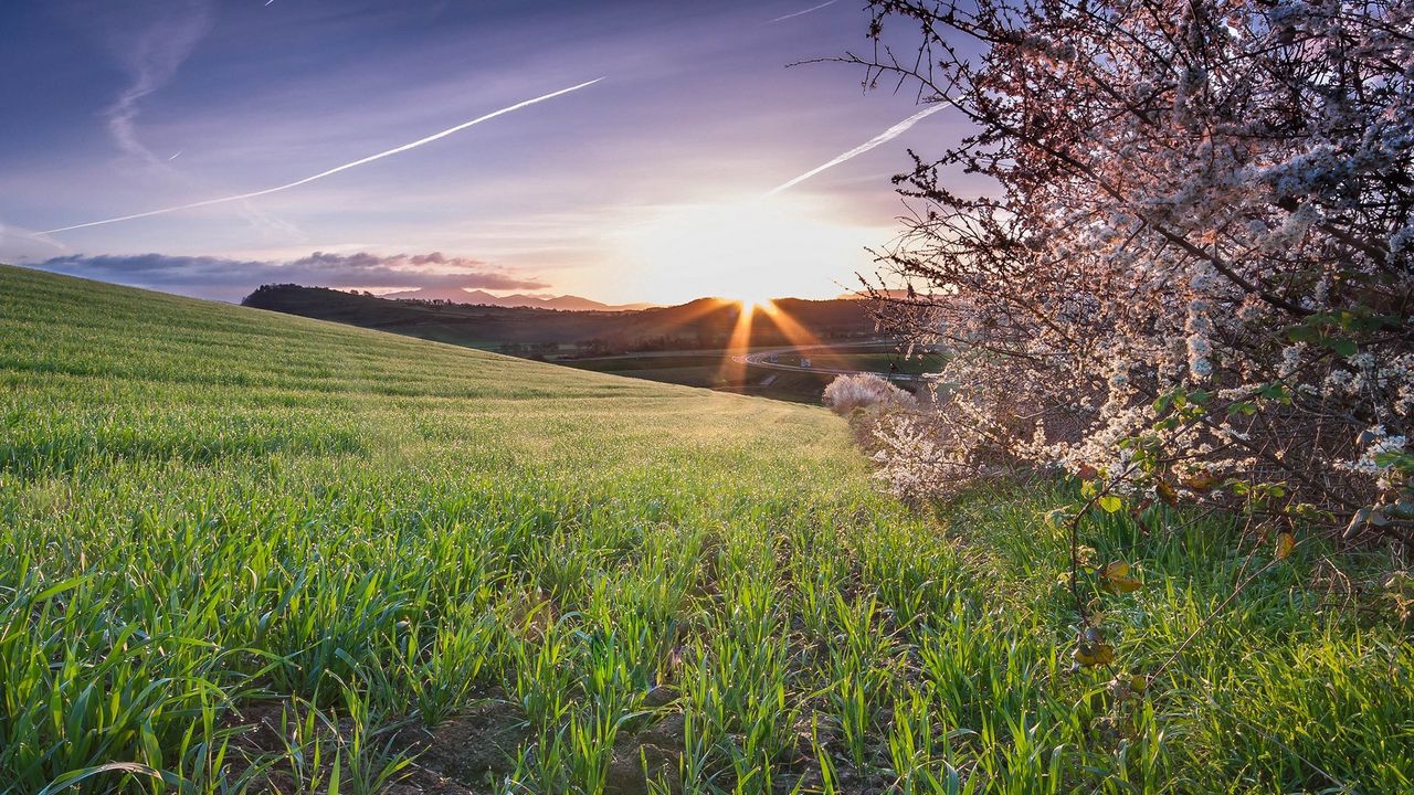 Wallpaper grass, field, flowers, bloom