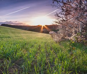 Preview wallpaper grass, field, flowers, bloom