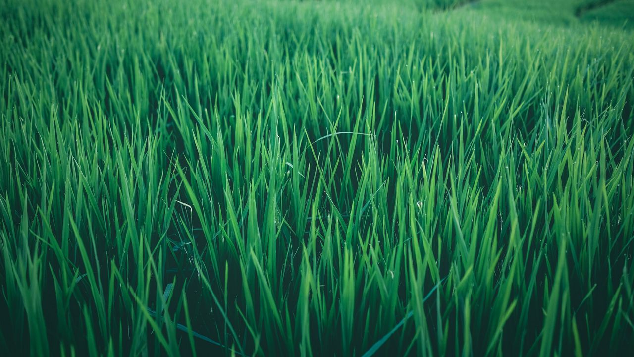 Wallpaper grass, field, green