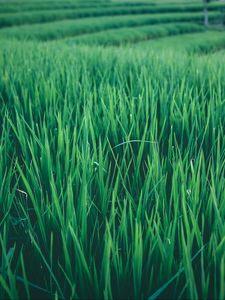 Preview wallpaper grass, field, green